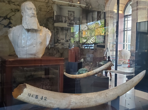 Bust of Leopold II and Ivory Tusk on display in the Museum